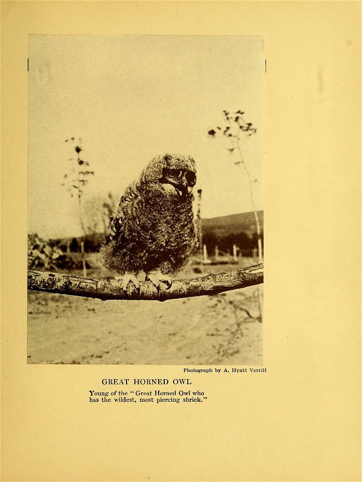 Young of the "Great Horned Owl who has the wildest, most piercing shriek"