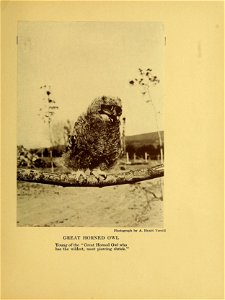 Young of the "Great Horned Owl who has the wildest, most piercing shriek"