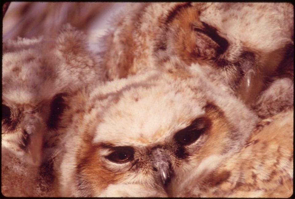 BABY GREAT HORNED OWLS (BUBO VIRGINIANUS) IN OLYMPIC NATIONAL PARK, WASHINGTON