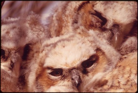 BABY GREAT HORNED OWLS (BUBO VIRGINIANUS) IN OLYMPIC NATIONAL PARK, WASHINGTON