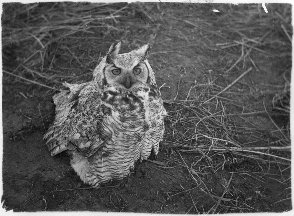 Great Horned owl sitting on ground
