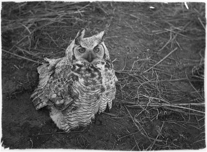 Great Horned owl sitting on ground photo