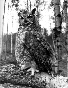 Photograph of Great Horned Owl photo