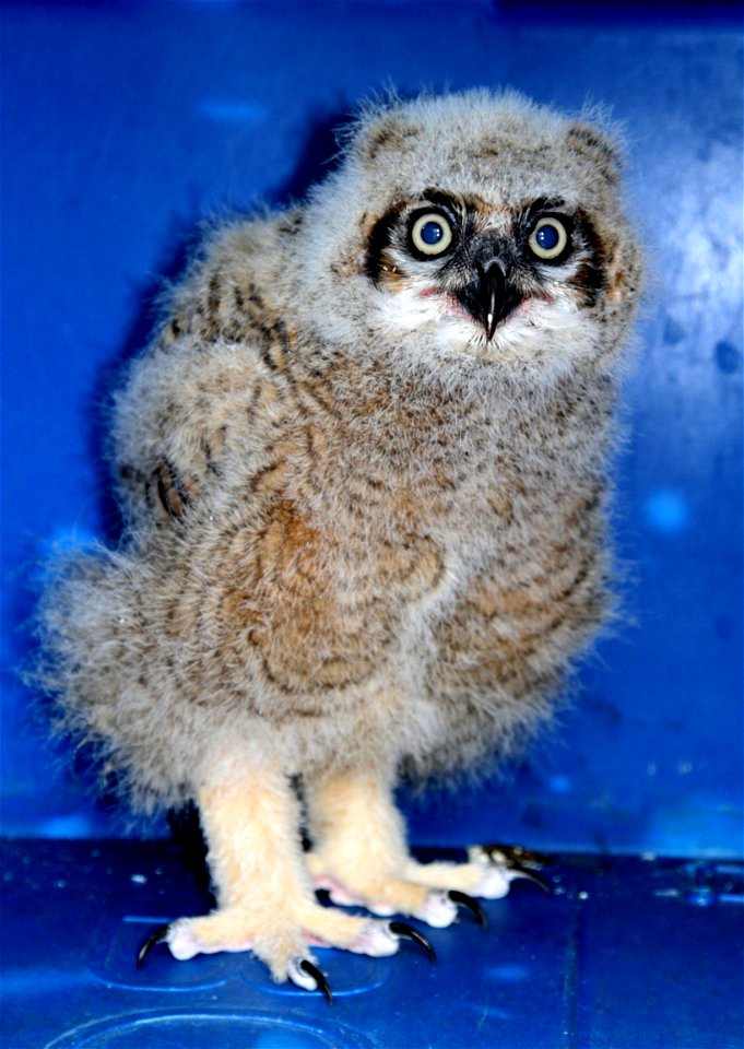 April 18, 2012-- Tutt is growing quickly and doing well! He was placed outside for the first time on April 17. Tutt is very inquisitive and interested in every movement and sound in his new environmen