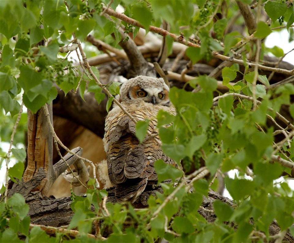 A photo of a great horned owl perched among tree branches won second place in 2011.

Photo Credit: Shelly Goonis