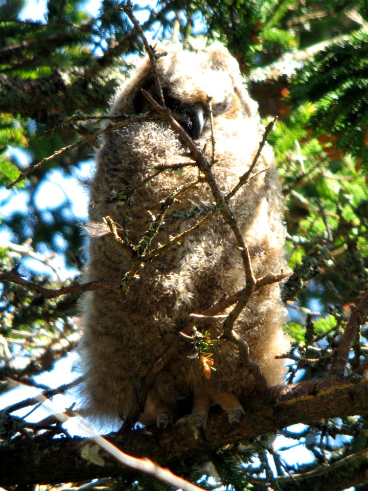 Yesterday we shared a story of a Superb Owl loss; today we have a win. In Acadia National Park, models suggest that our changing climate will reduce habitat for some bird species, but expand it for ot