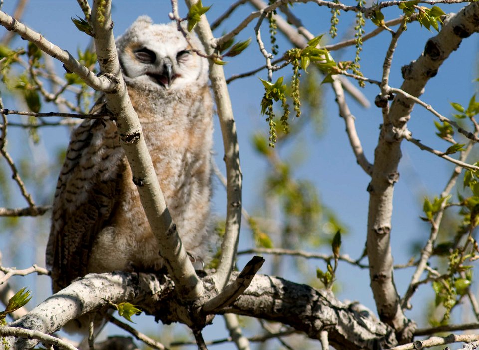 Great horned owls have excellent night vision and are able to turn their heads more than 180 degrees.

Photo Credit: Rich Keen / DPRA