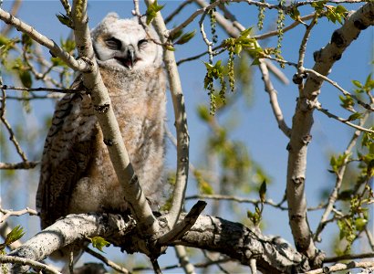 Great horned owls have excellent night vision and are able to turn their heads more than 180 degrees.

Photo Credit: Rich Keen / DPRA