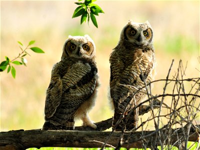 Two fledgling owlets taking a rest from their first flights. The adults are perched nearby in the shadows watching for trouble. Photo: Tom Koerner/USFWS photo