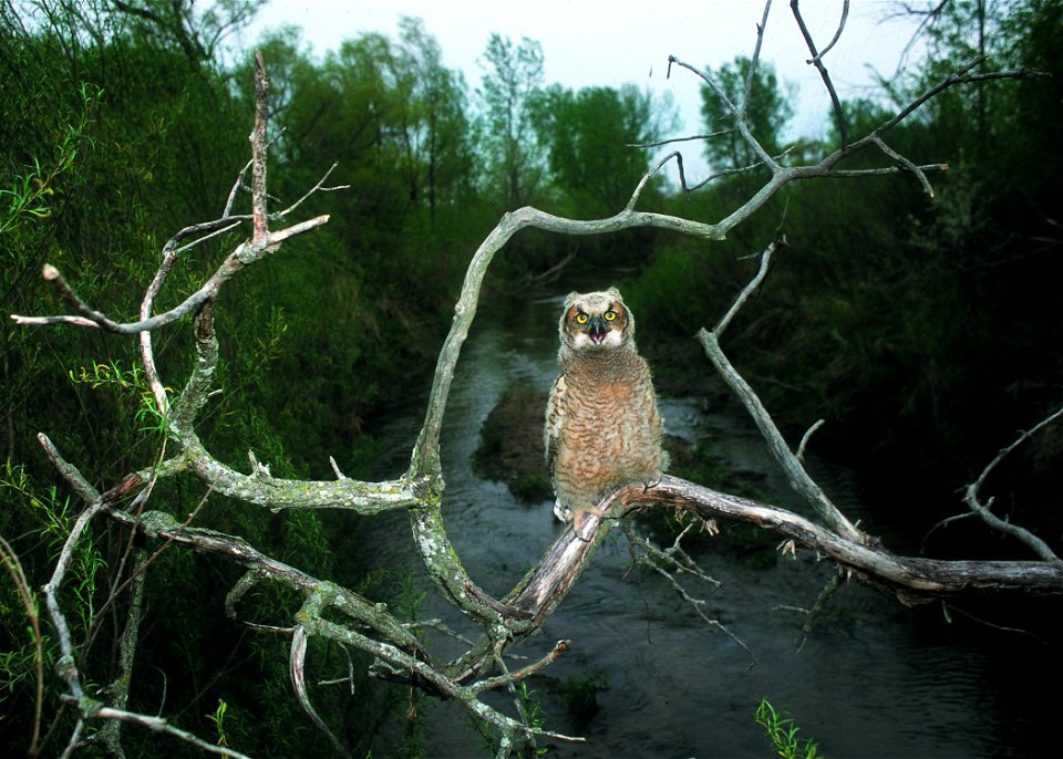Great horned owl perches above Bear Creek in central Iowa. A riparian forest buffer has been planted in the area for more than 10 years.