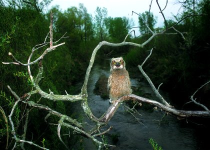 Great horned owl perches above Bear Creek in central Iowa. A riparian forest buffer has been planted in the area for more than 10 years. photo