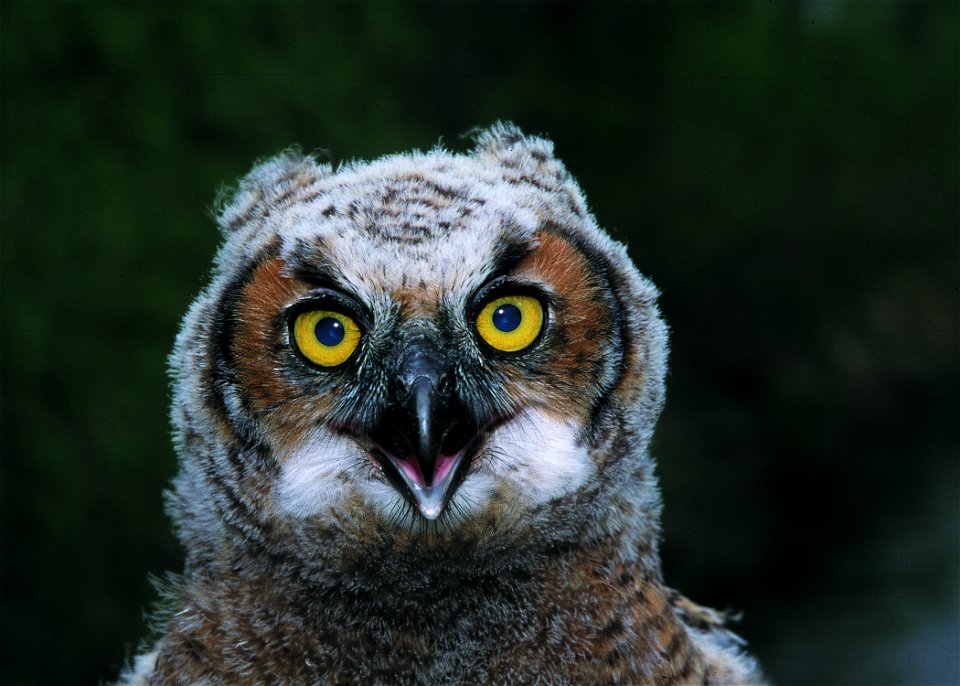 Great horned owl in a conservation buffer along Bear Creek, Iowa.