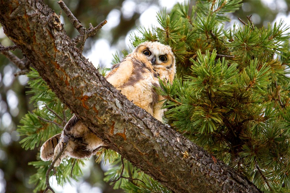 Great horned owlet, Mammoth Hot Springs