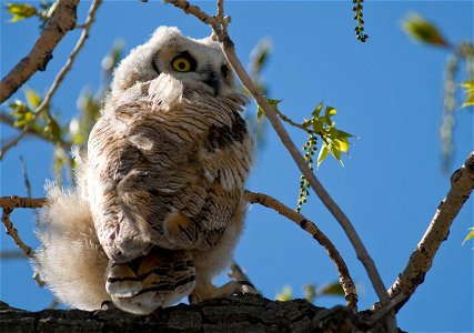Great horned owls are covered in soft feathers that allow them to quietly pursue their prey.

Photo Credit: Rich Keen / DPRA