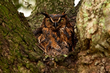 I Hate Winter — Let's be clear...#WinterIsComing (well, it's actually already here), but this female Great Horned owl clearly is not happy about the cold, drizzly winter rain. At first glance, she see photo