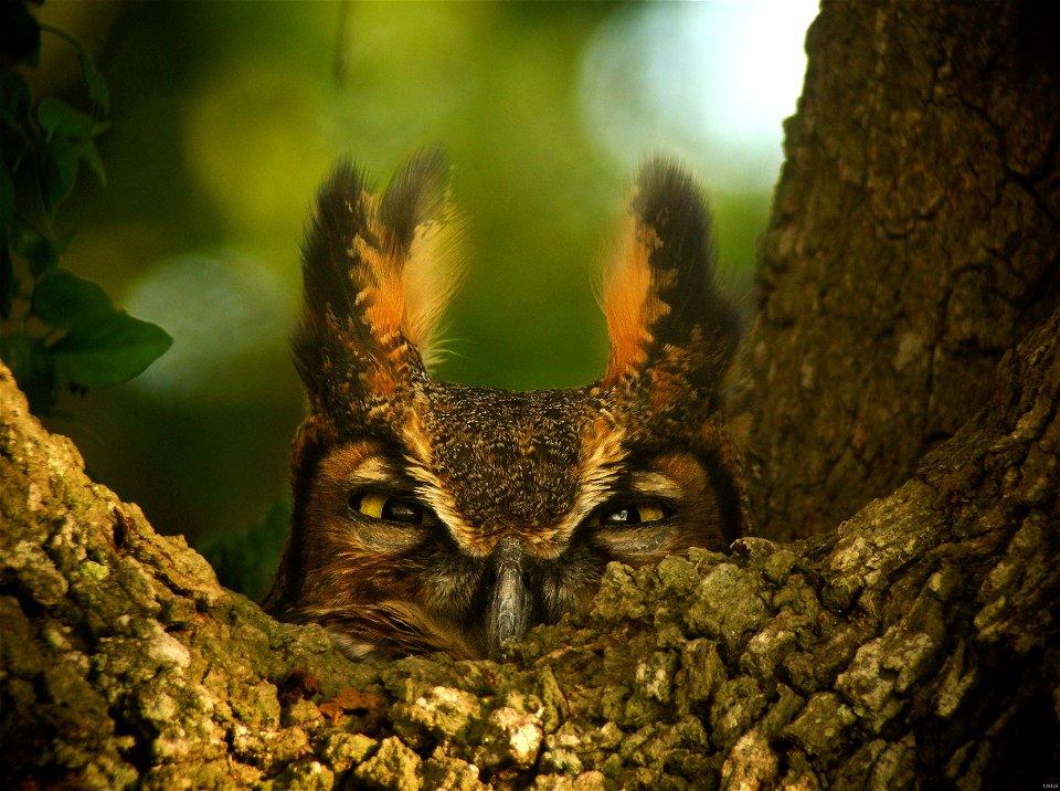Look deep, deeeeep into my eyes — A female Great Horned owl on her nest. Credit: Dennis Demcheck, USGS. Location: Thornwell, Louisiana.