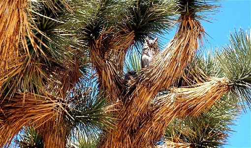 Birds in Joshua Tree National Park: Great Horned Owl (Bubo virginianus) in Joshua tree (Yucca brevifolia) near Black Rock photo