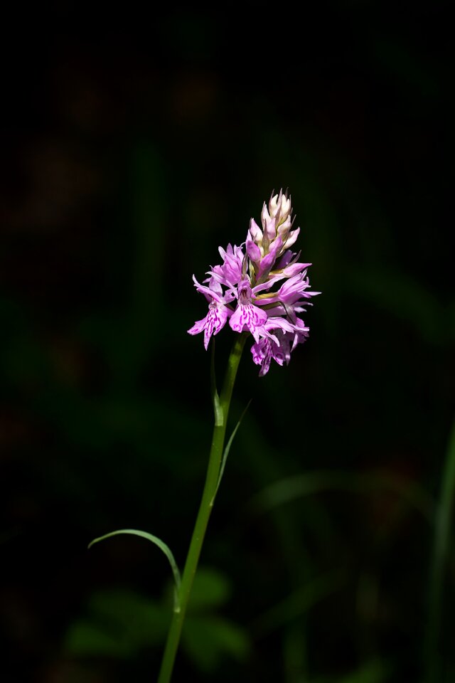 Wild flower forest flower pointed flower