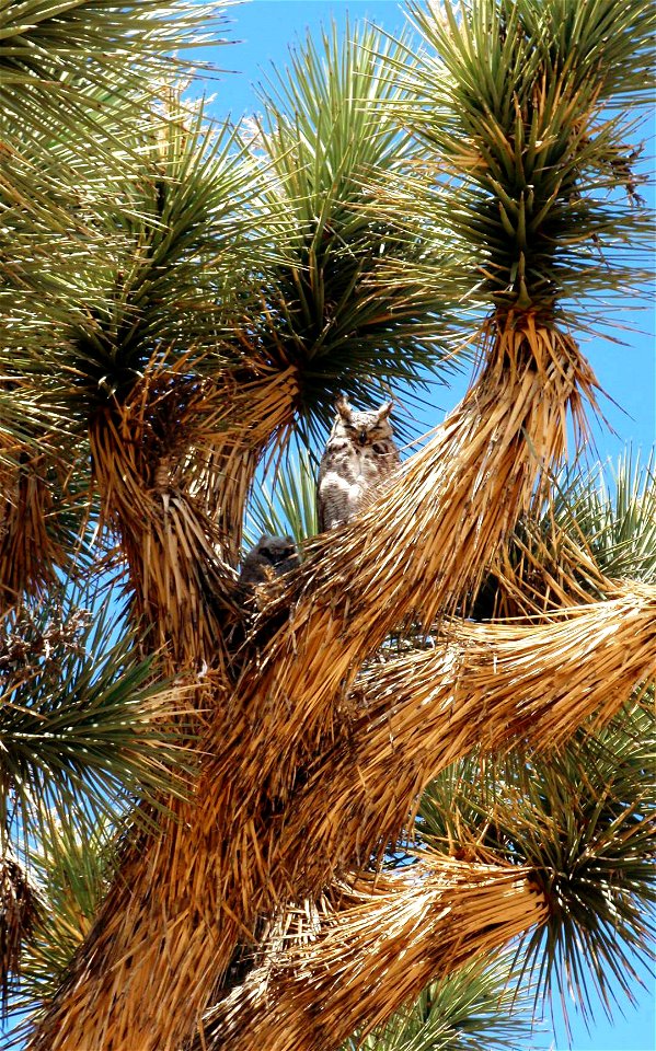 Birds in Joshua Tree National Park: Great Horned Owl (Bubo virginianus) in Joshua tree (Yucca brevifolia) near Black Rock