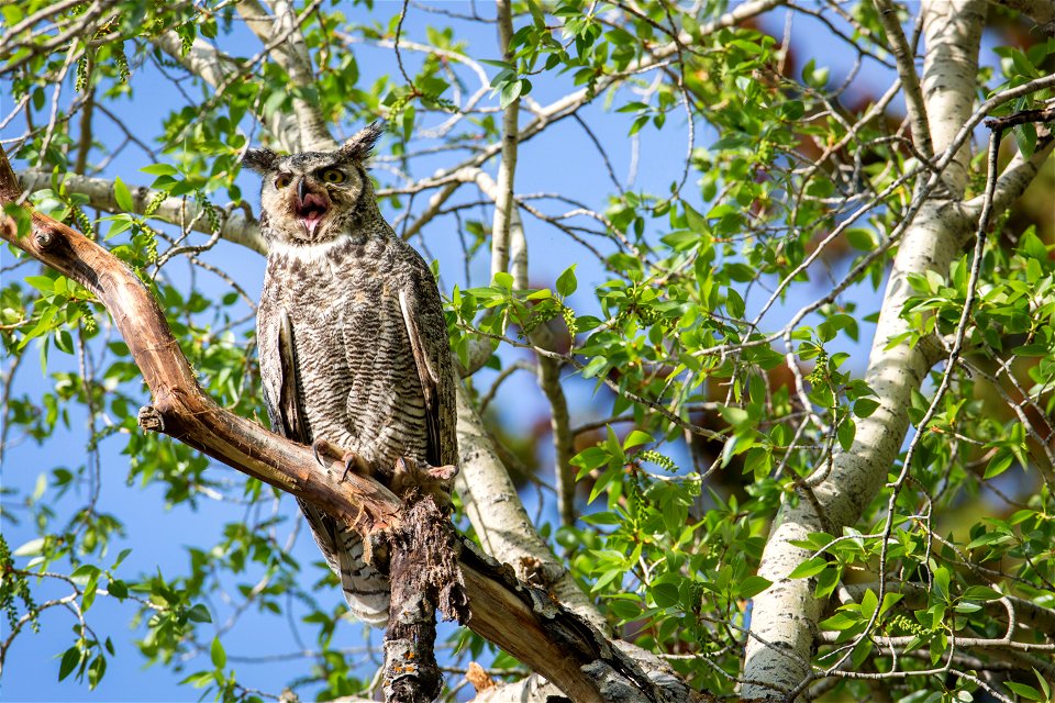 Great horned owl