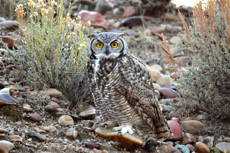 A great horned owl is perched on the transition from sage steppe to riparian habitats at Seedskadee NWR.  Great horned owls are common in the river valley and their calls can be heard up and down the 