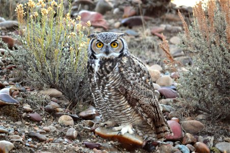 A great horned owl is perched on the transition from sage steppe to riparian habitats at Seedskadee NWR.  Great horned owls are common in the river valley and their calls can be heard up and down the 