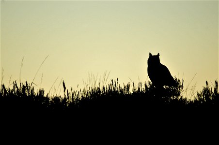 A great horned owl is perched on the transition from sage steppe to riparian habitats at Seedskadee NWR.  Great horned owls are common in the river valley and their calls can be heard up and down the 