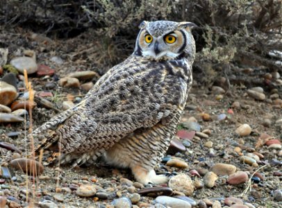 A great horned owl is perched on the transition from sage steppe to riparian habitats at Seedskadee NWR. Great horned owls are common in the river valley and their calls can be heard up and down the r