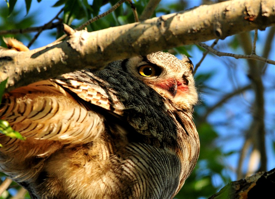 A great horned owl is perched in a narrow-leaf cottonwood at Seedskadee NWR. Great horned owls are common in the river valley and their calls can be heard up and down the river on calm nights.
They ar