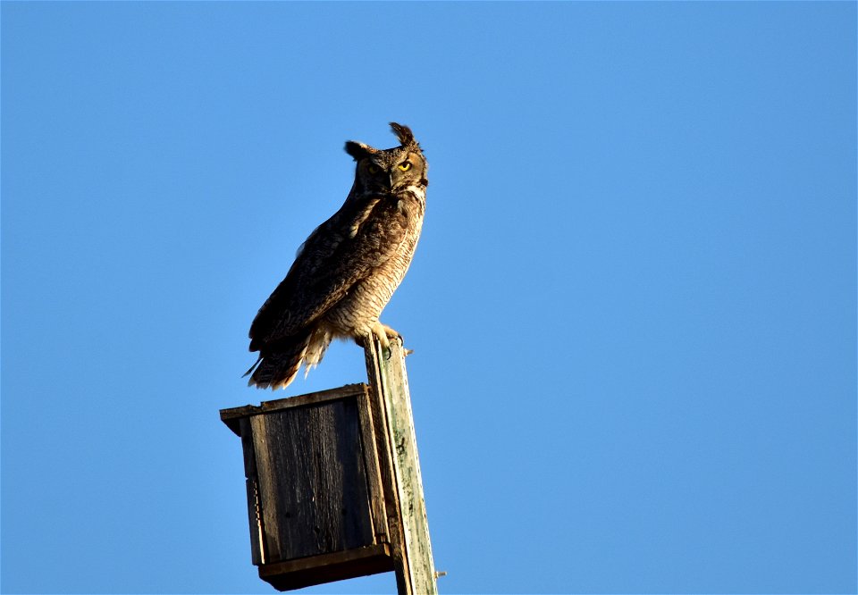 Photo: Tom Koerner/USFWS