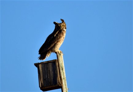 Photo: Tom Koerner/USFWS