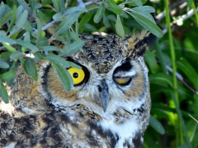 Have you ever tried to blink with just one eye? Not a squinty blink, but just straight blink? Apparently it is not a big deal for this great horned owl. Photo: Great horned owl on Seedskadee NWR. photo