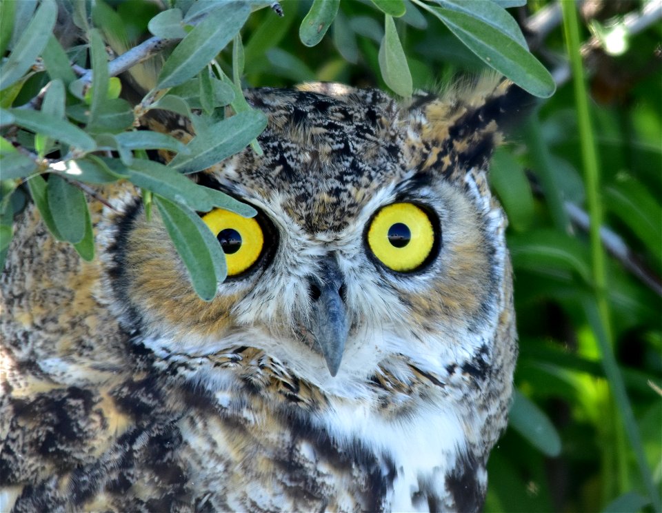 Photo: Tom Koerner/USFWS