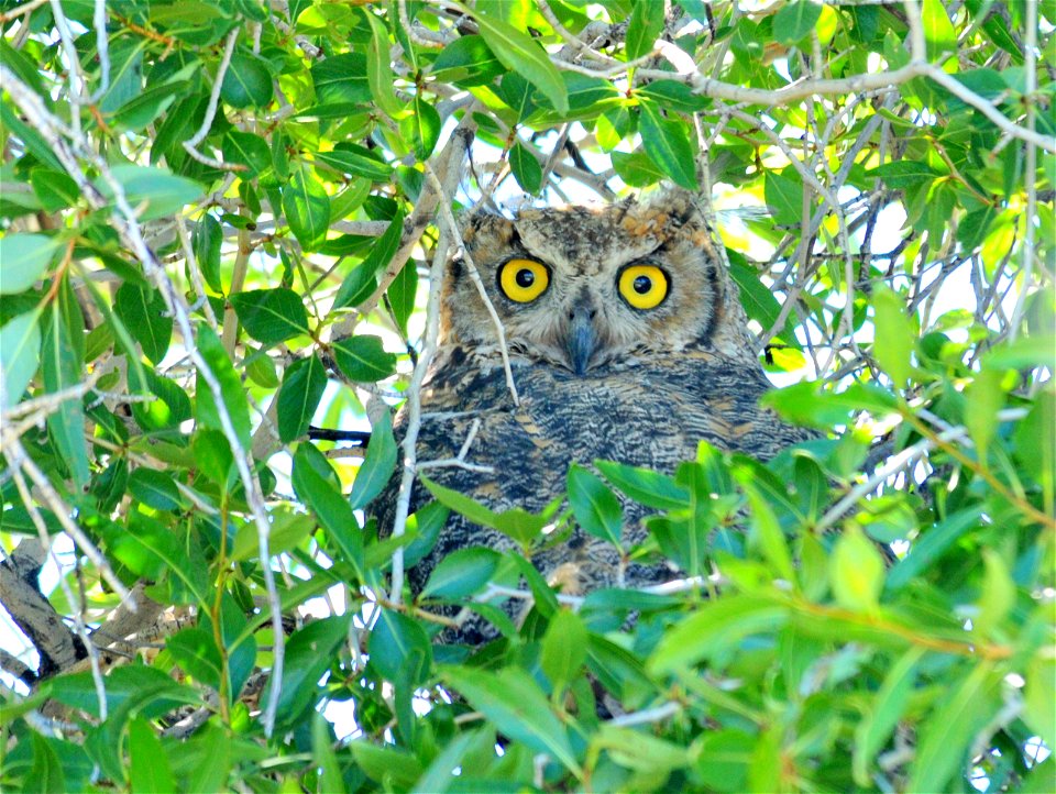 Photo: Tom Koerner/USFWS