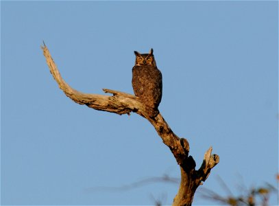 Great Horned Owl at Cape Romain National Wildlife Refuge in South Carolina.
www.fws.gov/caperomain/

Photographer: Garry Tucker, USFWS.