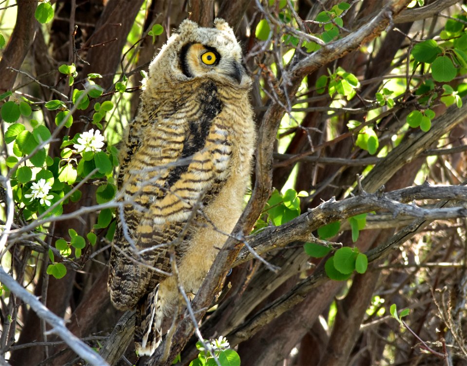 Photo: Tom Koerner/USFWS