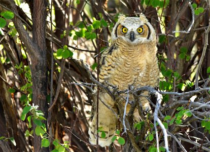 Photo:  Tom Koerner/USFWS