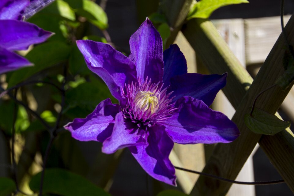 Bloom violet plant
