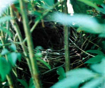 Cardinal nest photo