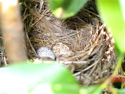 Northern Cardinal eggs in nest.