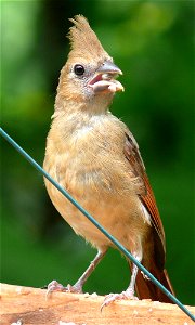A fledgling Northern Cardinal (Cardinalis cardinalis) approximately one week after leaving the nest.Photo taken with a Panasonic Lumix DMC-FZ50 in Johnston County, North Carolina, USA.