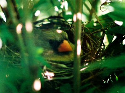 Cardinal in nest photo