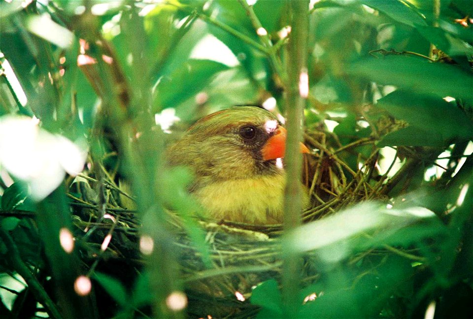 Cardinal in nest photo