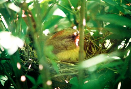 Cardinal in nest photo