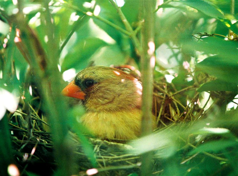 Cardinal in nest photo