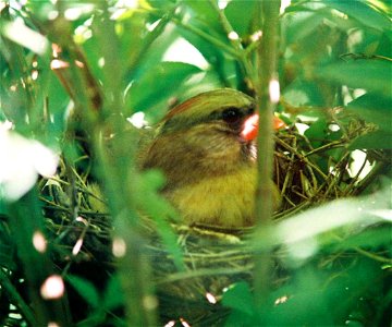 Cardinal in nest photo