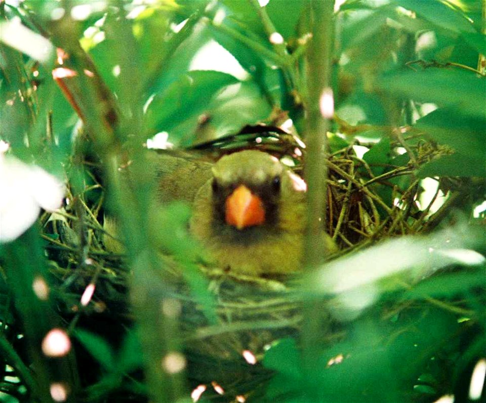 Cardinal in nest photo