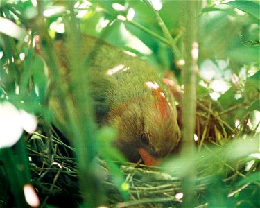 Cardinal returning to nest photo
