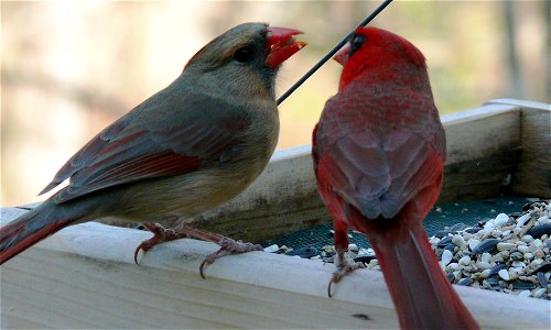 A male Northern Cardinal (Cardinalis cardinalis) offering food to a female. This ritual is a common part of the Cardinal's mating behavior, and presumably allows the male to demonstrate his ability to photo