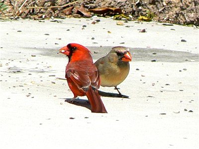 Pair of Cardinals photo